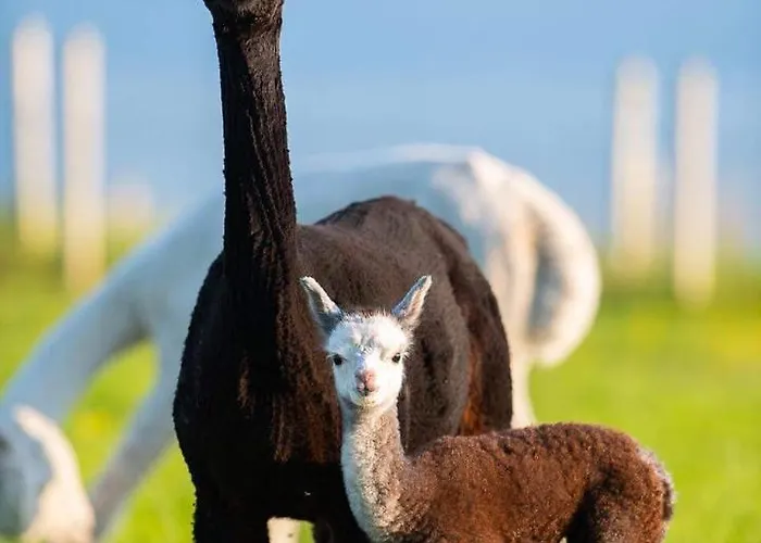 Under Gáinne Apartment *